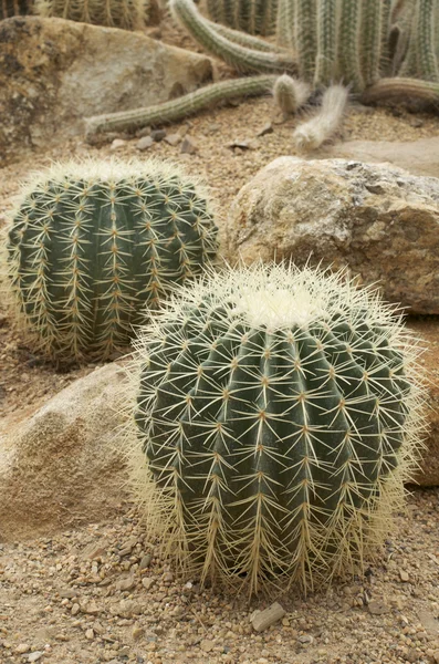 Cactus sulla sabbia — Foto Stock