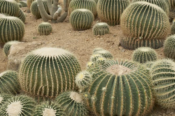 Cactus on sand — Stock Photo, Image