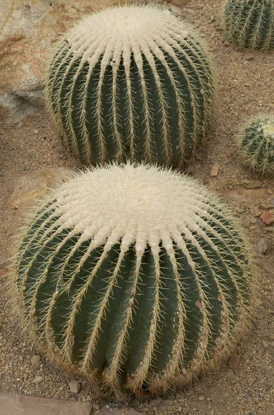 Cactus on sand — Stock Photo, Image