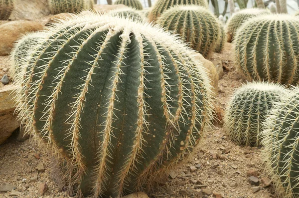 Cactus on sand — Stock Photo, Image