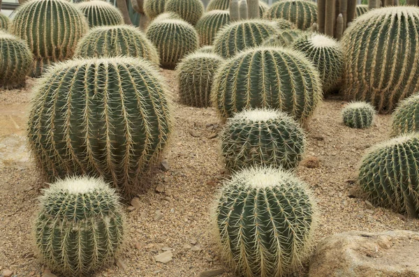 Cactus on sand — Stock Photo, Image