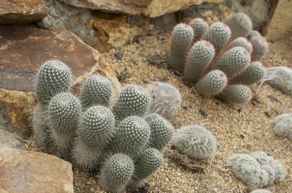 Cactus on sand — Stock Photo, Image