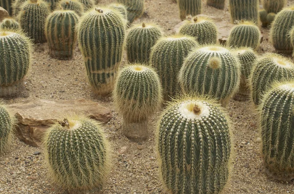 Cactus on sand — Stock Photo, Image