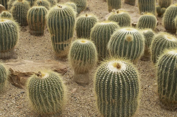 Cactus sulla sabbia — Foto Stock