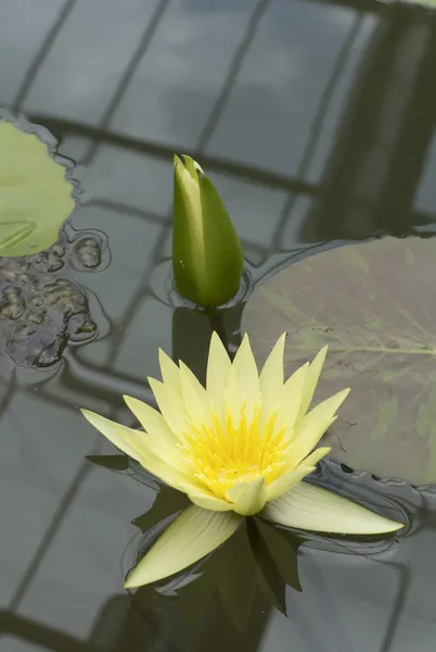 Yellow water lily — Stock Photo, Image