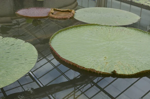 Une grande feuille de nénuphar — Photo