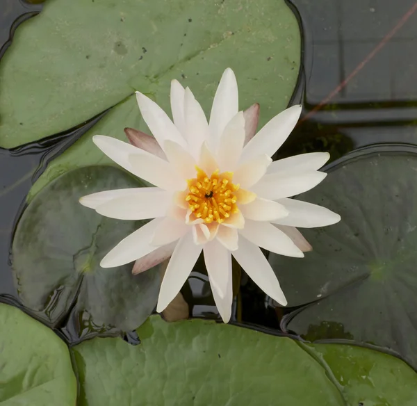 Nénuphar jaune — Photo