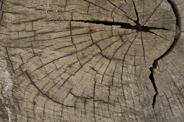 Wooden texture — Stock Photo, Image