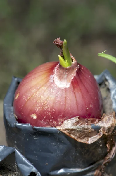 Young red onion plant — Stock Photo, Image