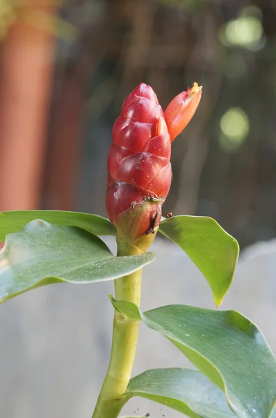 Costus woodsonii flower — Stock Photo, Image
