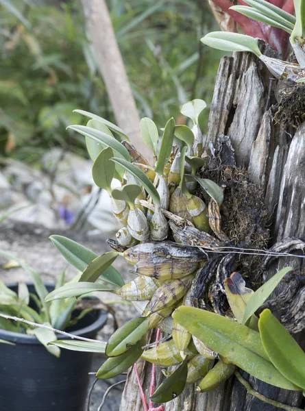 Parasite plant — Stock Photo, Image