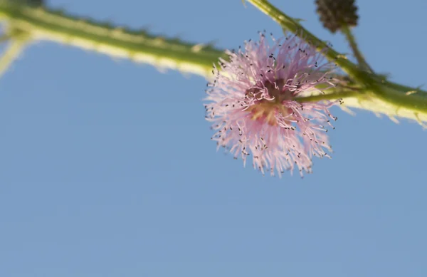 Sensitive plant flower — Stock Photo, Image