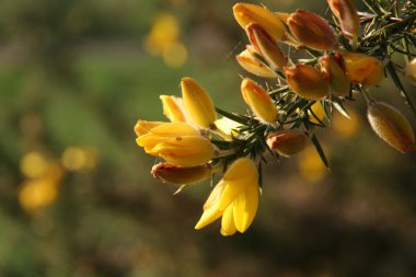 Gorse çiçekler
