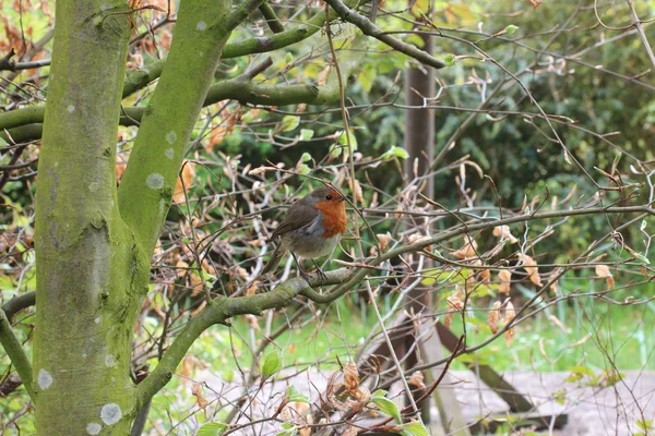 Robin in de tuin — Stockfoto