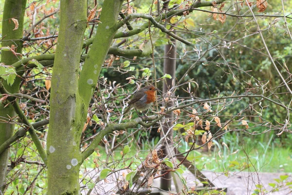 Een robin — Stockfoto