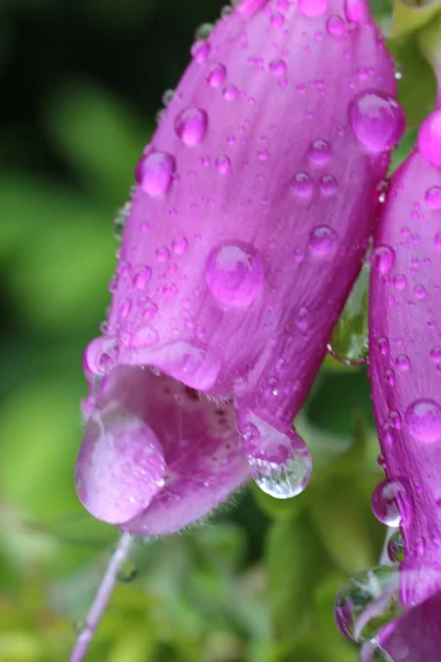 Foxgloves — Stock Photo, Image