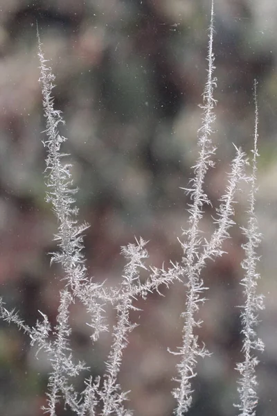 Frost Window — Stock Photo, Image