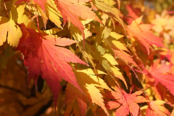 Kolory Jesiennych Liści — Zdjęcie stockowe