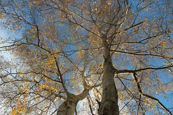 Autumn Trees Sunshine — Stock Photo, Image