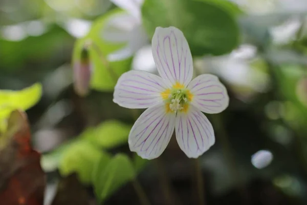Blommor Trä Sorrel — Stockfoto