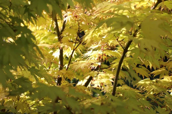 Green Leaves Sunshine — Stock Photo, Image