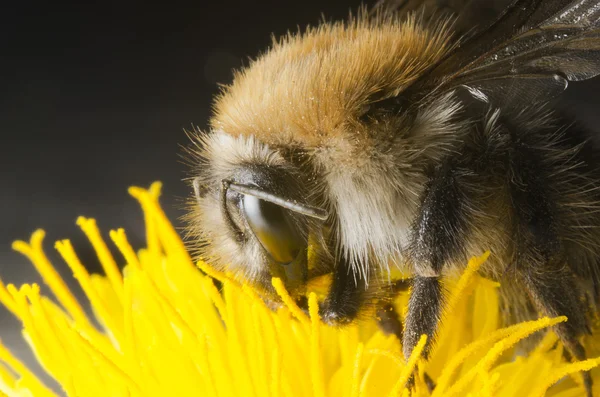 Bumble bee