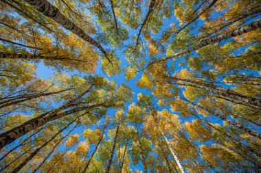 Renkli yaprakları olan renkli sonbahar manzarası