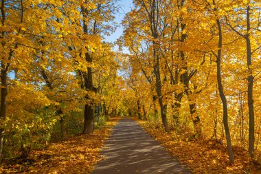 Renkli bir sonbahar ormanında bir patika