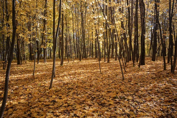 Красочный Осенний Пейзаж Разноцветными Листьями — стоковое фото