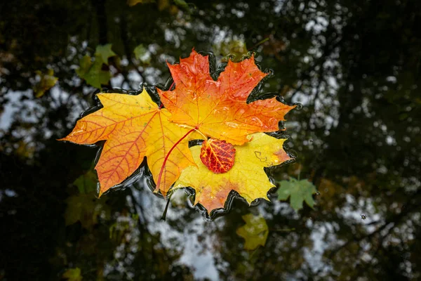 Πολύχρωμο Φθινοπωρινό Τοπίο Πολύχρωμα Φύλλα Στο Φόντο Του Σκοτεινού Νερού — Φωτογραφία Αρχείου