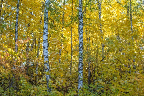 Cale Într Pădure Colorată Toamnă — Fotografie, imagine de stoc