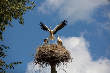 Leylek civcivleri mavi gökyüzü arka planına karşı bir yuvada