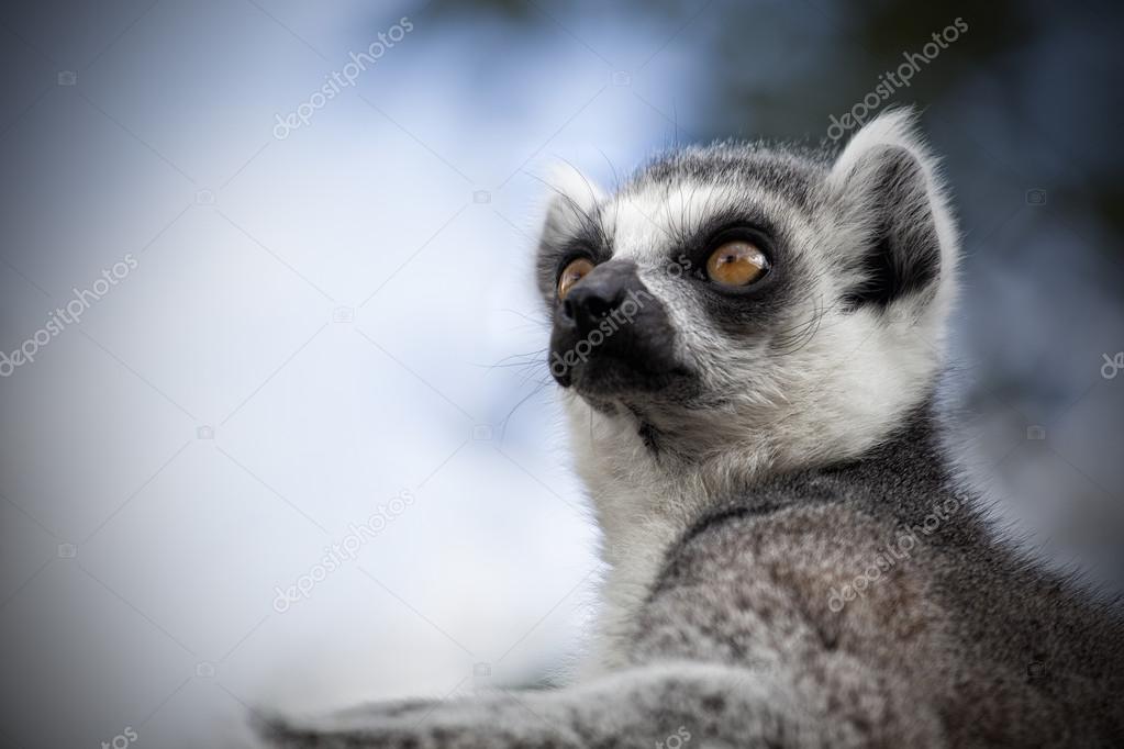 Lemur close up