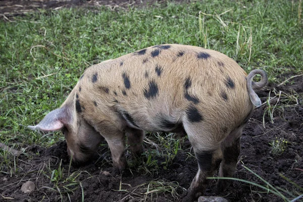 Close-up on pig eating — Stock Photo, Image