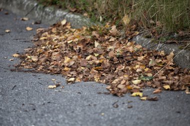 Asfalt yatan düşen sonbahar yaprakları