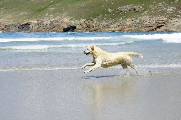 Happy dog running on the beach — Stock Photo, Image