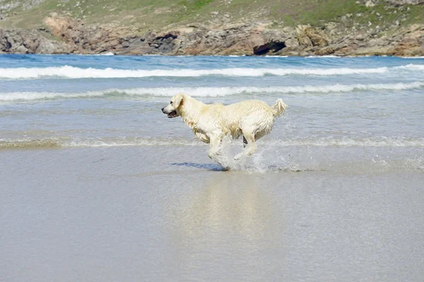 Happy dog running on the beach — Stock Photo, Image