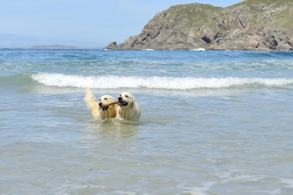 Dwa psy bawią się na plaży Obraz Stockowy