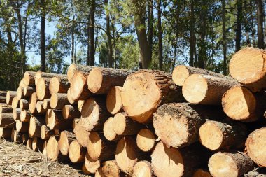 kesilen ağaçların yığını