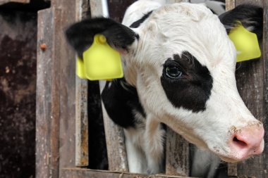 Genç buzağıyı istikrarlı bir inek