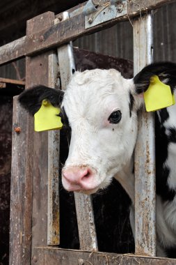 Genç buzağıyı istikrarlı bir inek