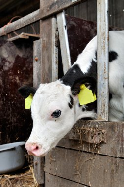 Genç buzağıyı istikrarlı bir inek