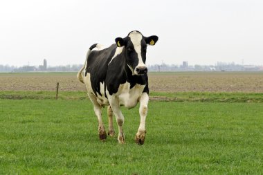 corriendo la vaca