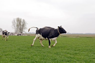 koşma ve atlama inek