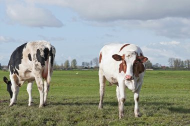 Genç ineklerin sığır