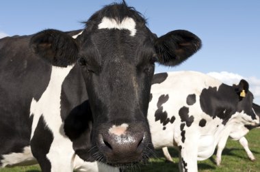 Holstein inek