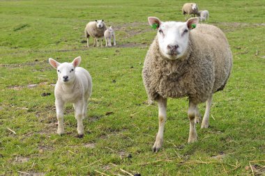 Sürüden koyun ve Kuzuların Sessizliği