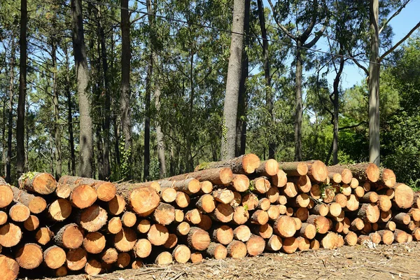 Stack of cut trees — Stock Photo, Image