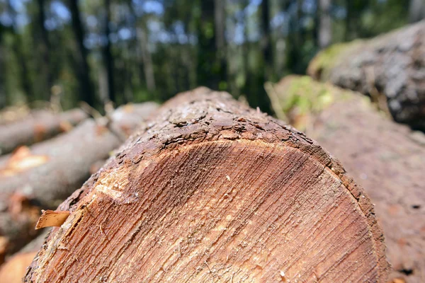 Stack of cut trees — Stock Photo, Image