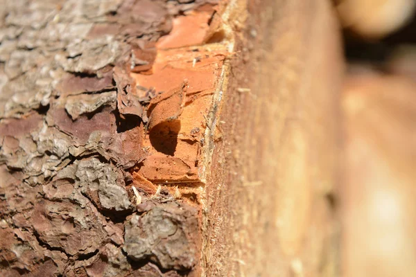 Stack of cut trees — Stock Photo, Image